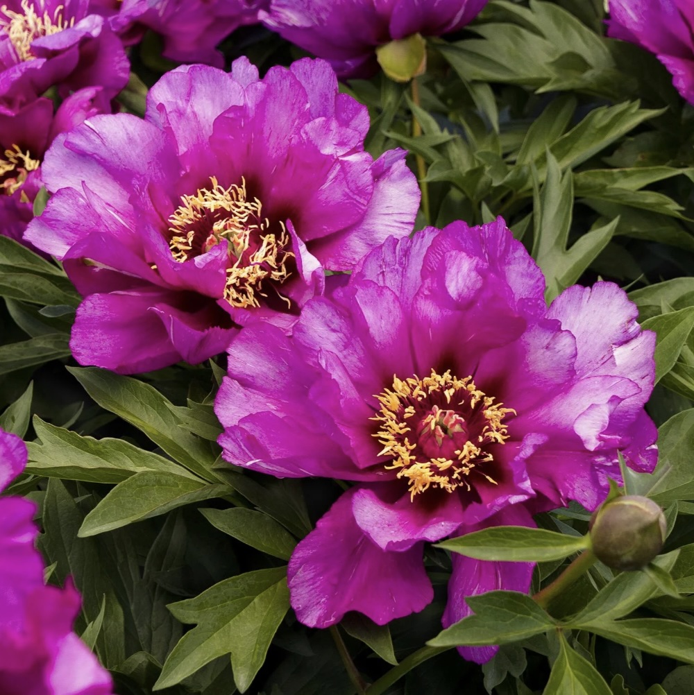 Morning Lilac Itoh Peony