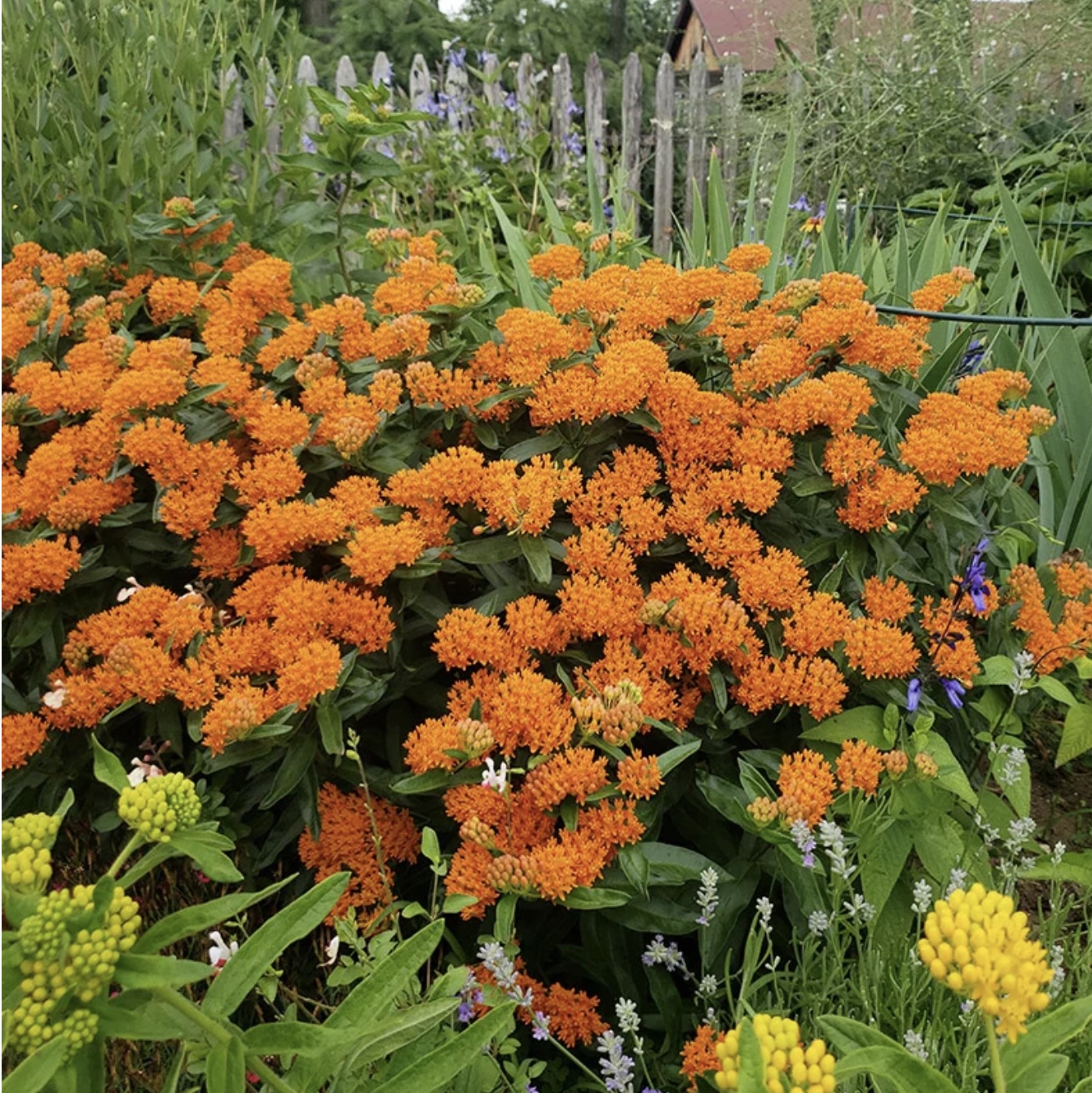 Butterflyweed AsclepiasTtuberosa