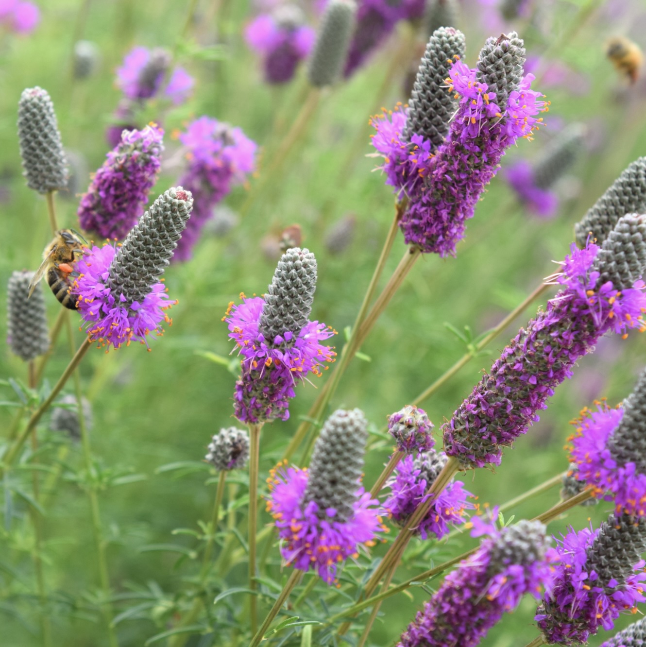 Purple Prairie Clover Dalea 