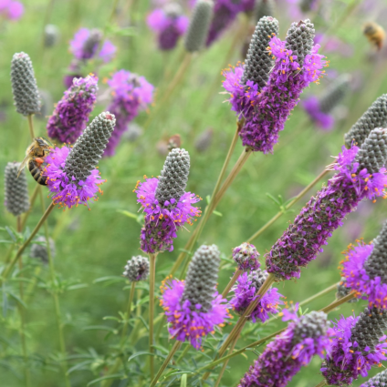 Purple Prairie Clover Dalea 