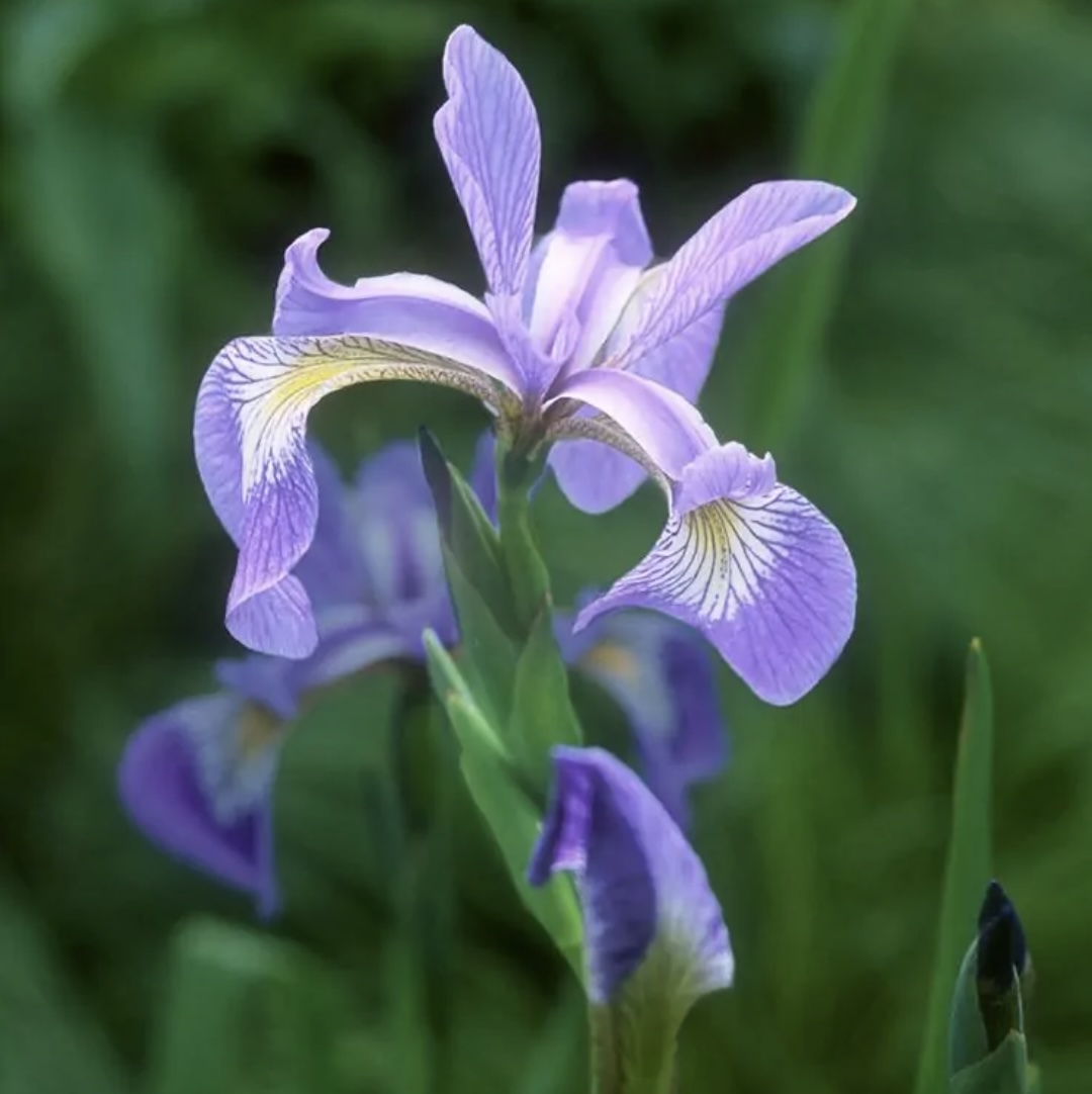 Versicolor Blue Flag Iris