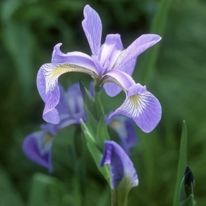 Versicolor Blue Flag Iris