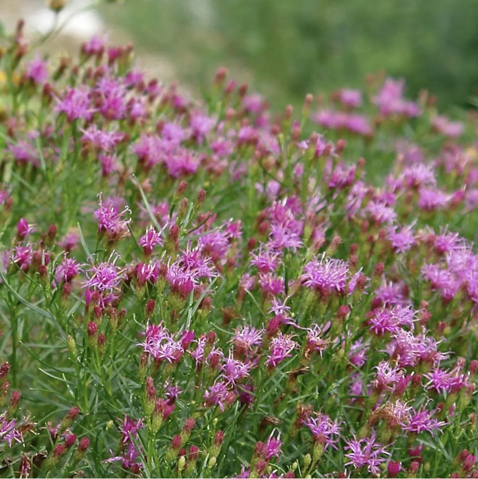 Vernonia Iron Butterfly