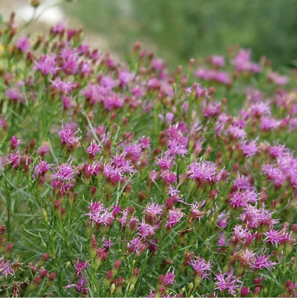 Vernonia Iron Butterfly