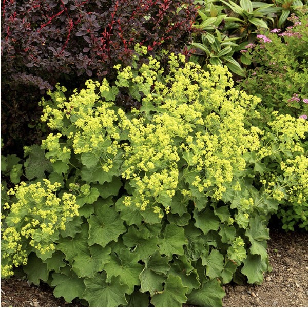 ALCHEMILLA/LADY'S MANTLE