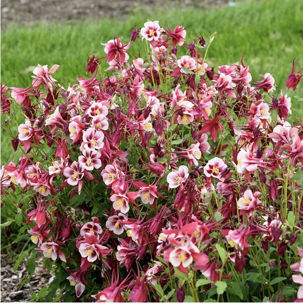 AQUILEGIA/COLUMBINE