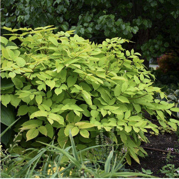 ARALIA/SPIKENARD