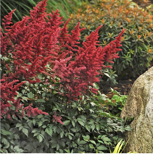 ASTILBE