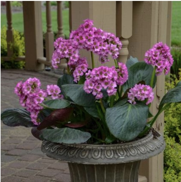 BERGENIA