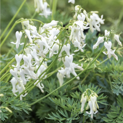 Amore Titanium Bleeding Heart Dicentra