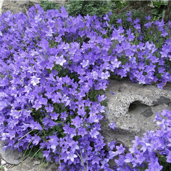 CAMPANULA/BELLFLOWER