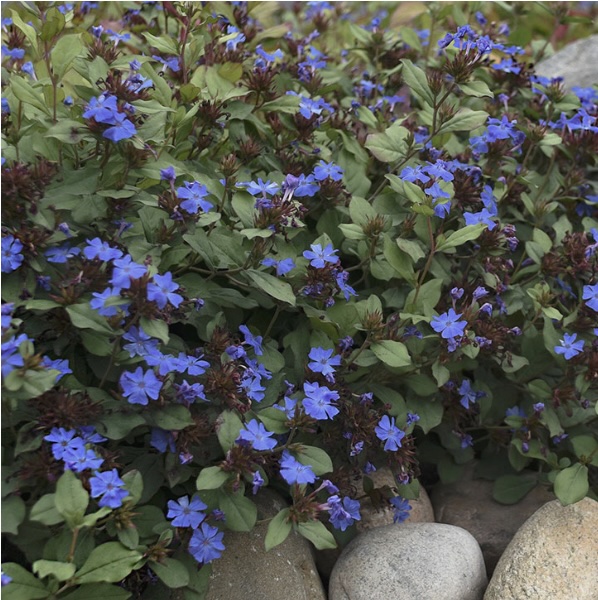 CERATOSTIGMA/PLUMBAGO