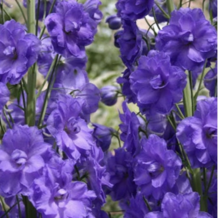 Mighty Atom Delphinium