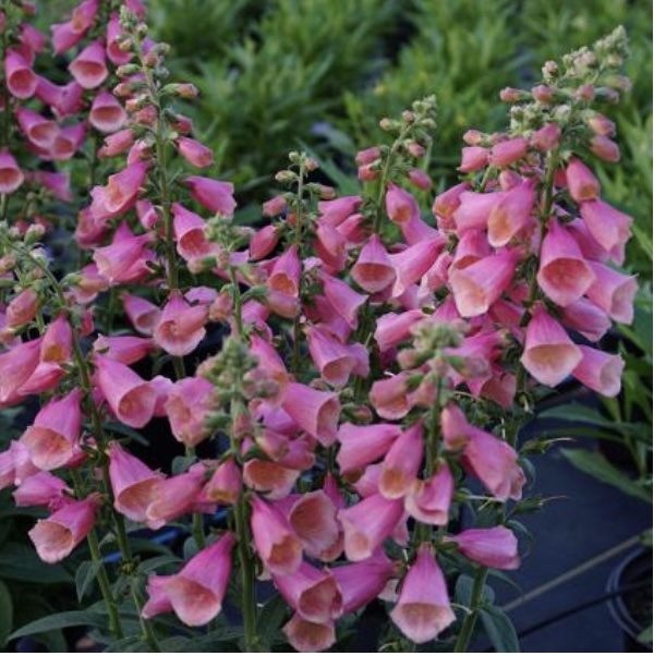 DIGITALIS/FOXGLOVE