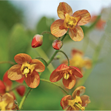 Orange Queen Barrenwort