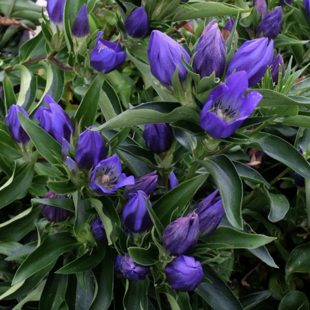 GENTIANA