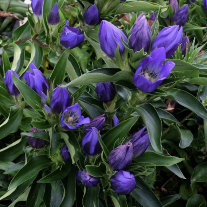 True Blue Gentian