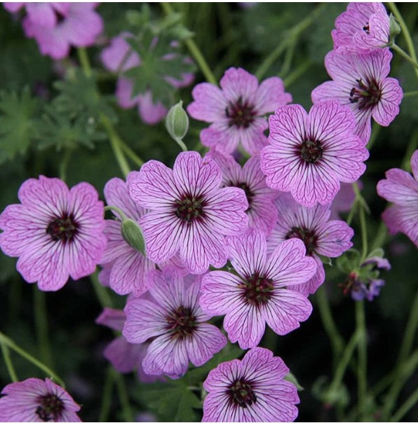 GERANIUM, PERENNIAL