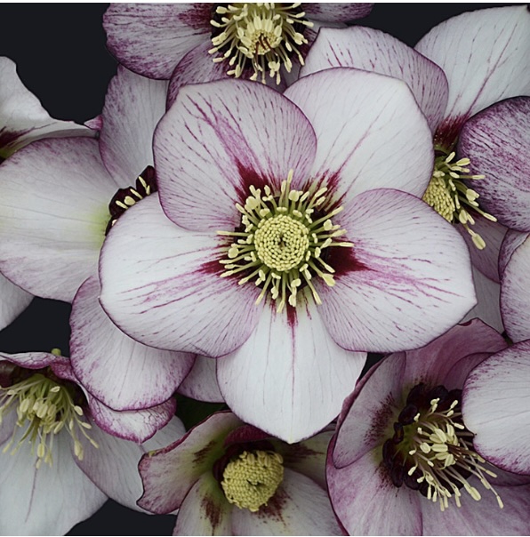 HELLEBORUS/LENTEN ROSE