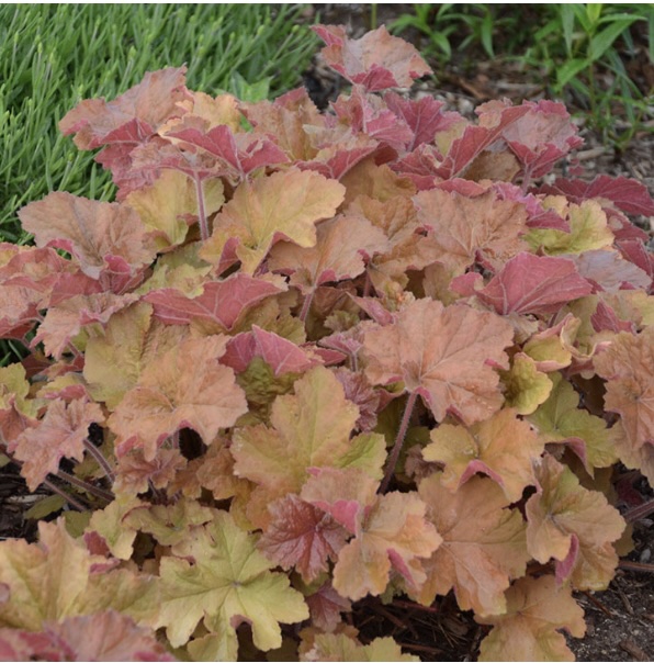 HEUCHERA/CORAL BELLS