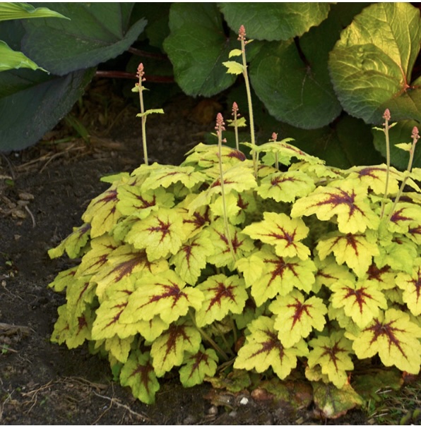 HEUCHERELLA/FOAMY BELLS