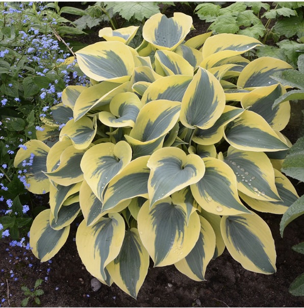 HOSTAS