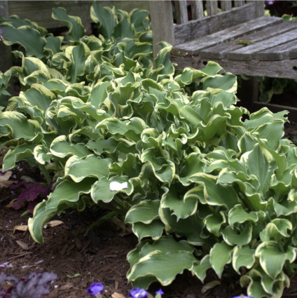 Wheee! Hosta