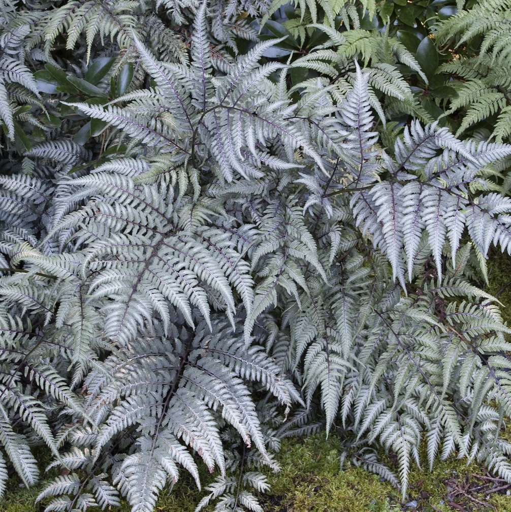 PERENNIAL FERNS