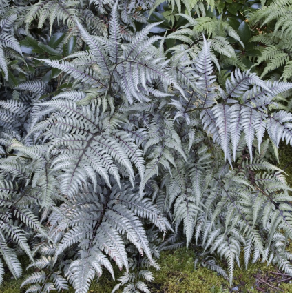 Japanese Painted Fern