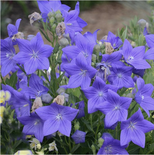 PLATYCODON/BALLOONFLOWER