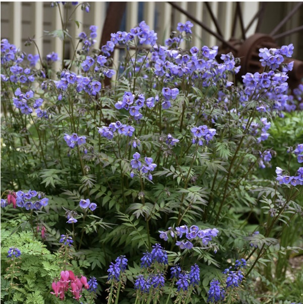 POLEMONIUM/JACOBS LADDER