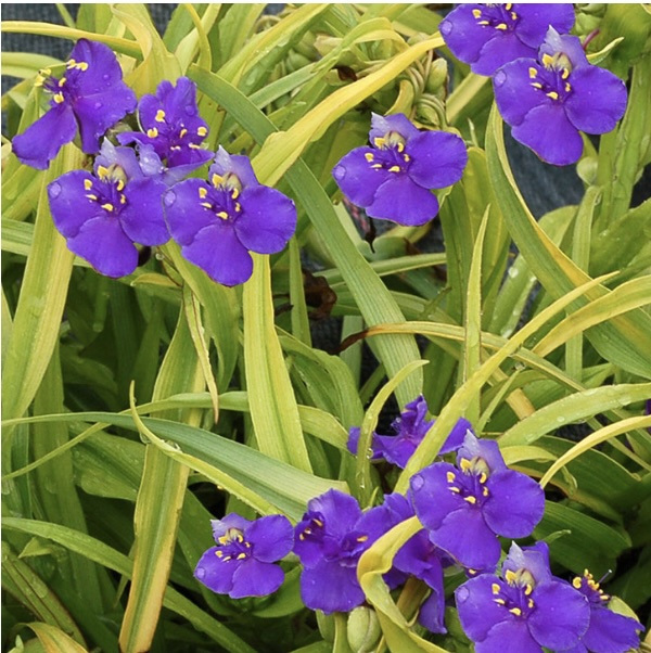 SPIDERWORT