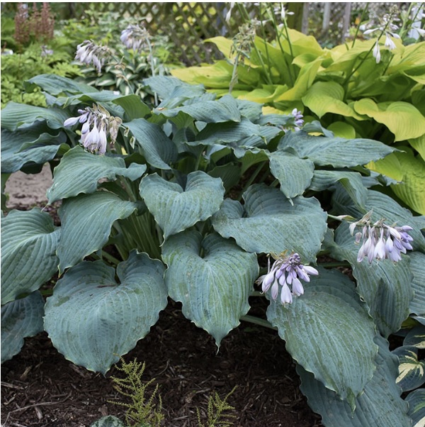 PERENNIALS FOR SHADE