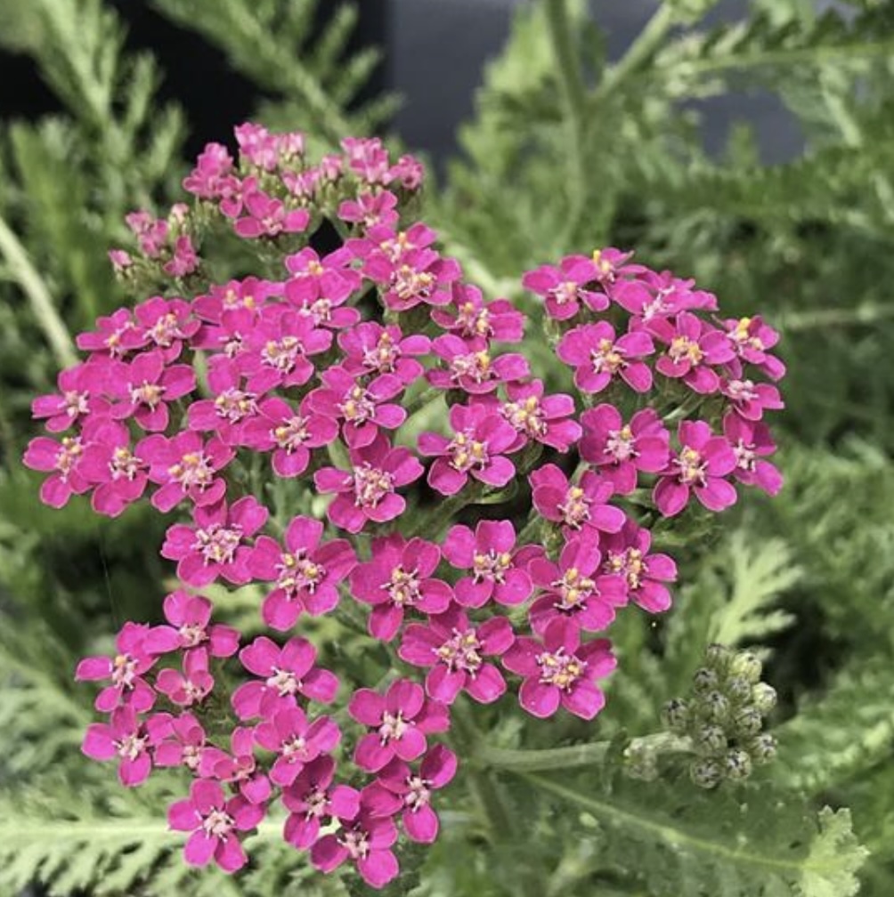 Milly Rock Rose Achillea 