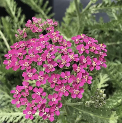 Milly Rock Rose Achillea 