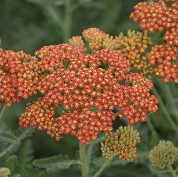 ACHILLEA/YARROW