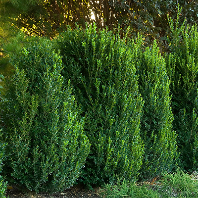 BOXWOOD, GREEN MOUNTAIN 24"