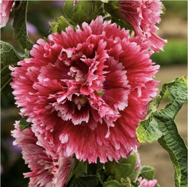 ALCEA/HOLLYHOCK