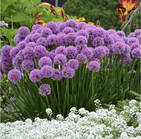 ALLIUM/ORNAMENTAL ONION