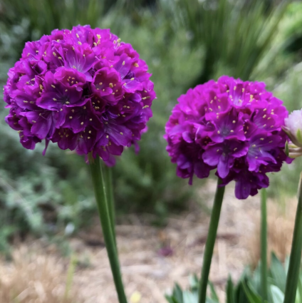 Vivid Dreams Sea Thrift