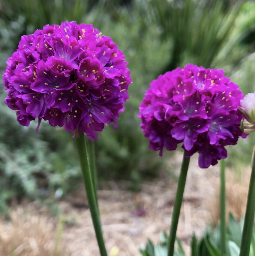 ARMERIA/SEA THRIFT