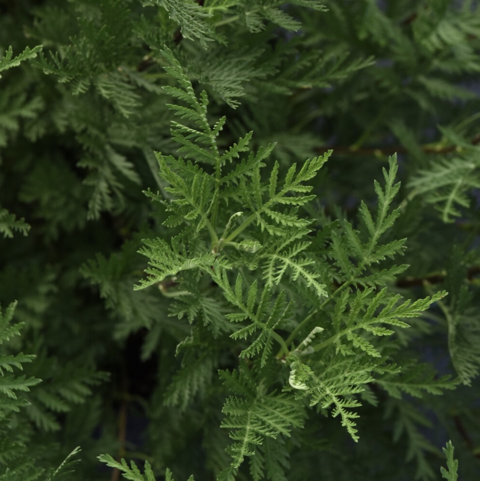 Sunfern Olympia Artemisia