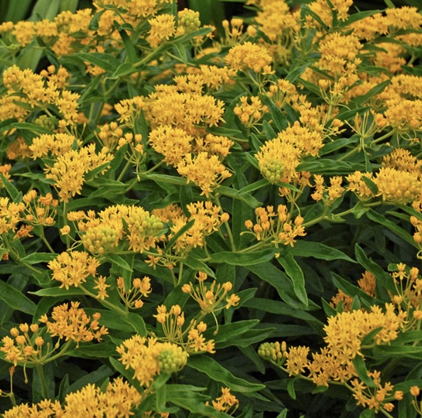 ASCLEPIAS/MILKWEED