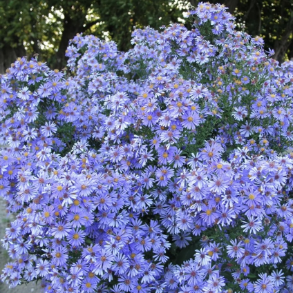 Bluebird Aster