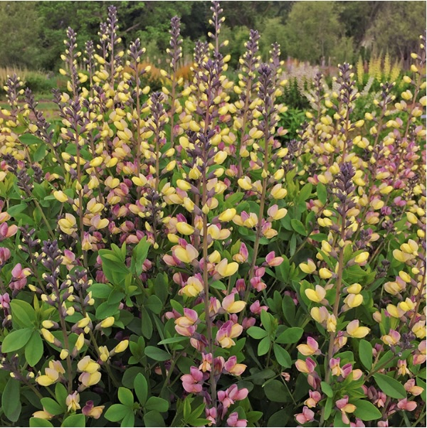 BAPTISIA/FALSE INDIGO