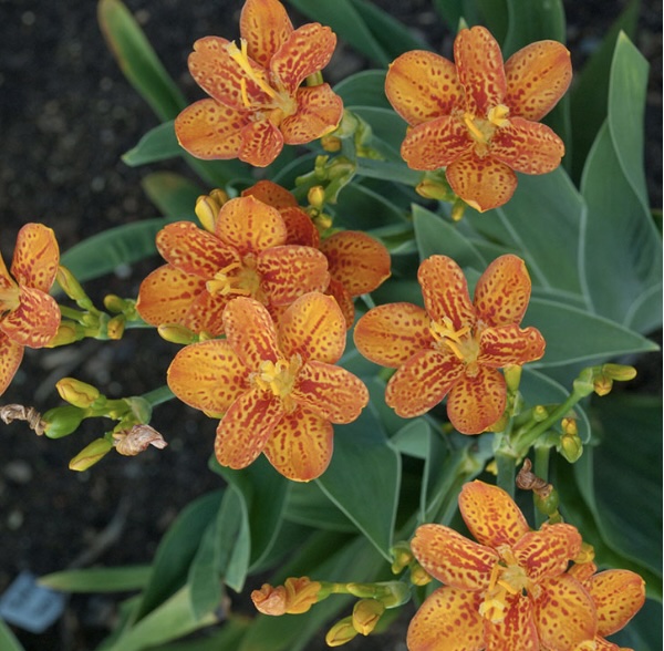 BELAMCANDA/BLACKBERRY LILY