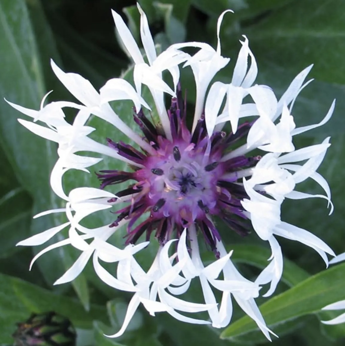 CENTAUREA