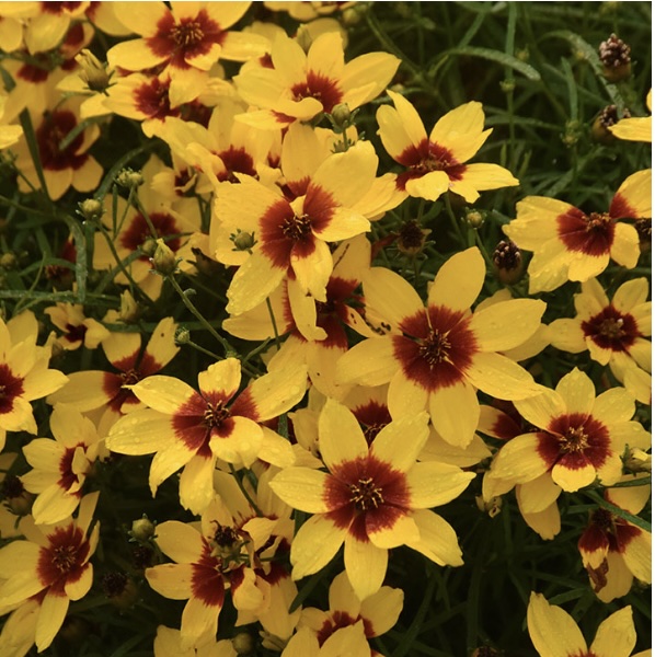 COREOPSIS