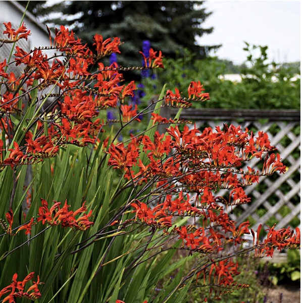 CROCOSMIA