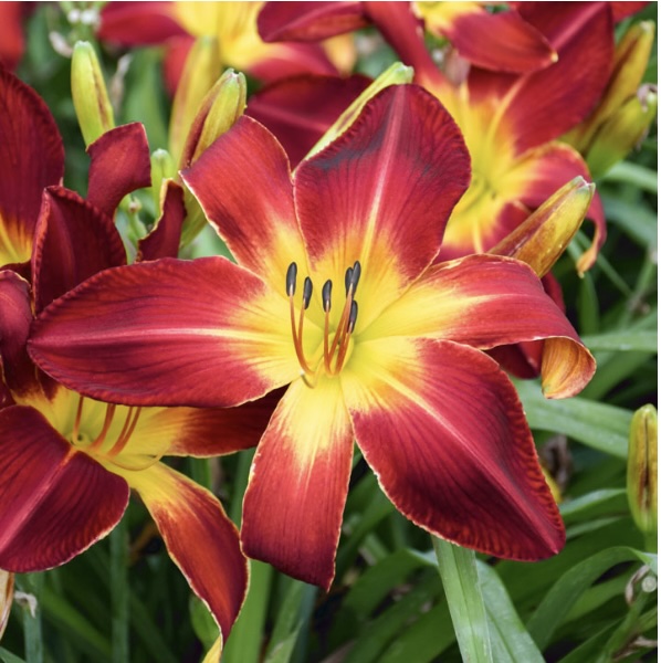 DAYLILIES, STANDARD